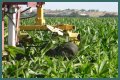 Why do farmers cut the tassels off corn?