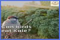 Can Birds Eat Herbs? - Kylon Powell