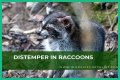 Can Raccoons Get Distemper? - Kylon Powell