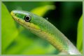 What Do Rough Green Snakes Eat?
